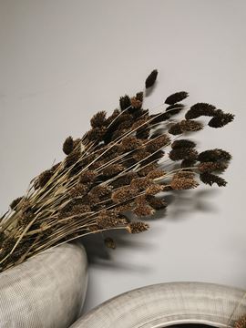 Afbeeldingen van Phalaris gras pluim bruin (bos)