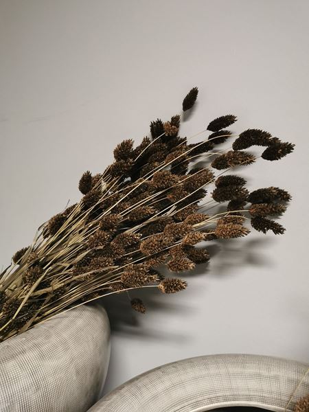 Afbeelding van Phalaris gras pluim bruin (bos)