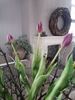 Afbeelding van Tulpen paars (Kunst)