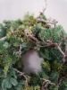Picture of Nobilis bonsai jeneverbes krans 40 cm