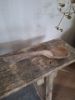 Picture of Unieke oud houten lepel nr 2