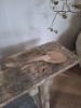 Picture of Unieke oud houten lepel nr 3