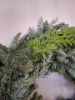 Picture of Nobilis advent krans 50 cm
