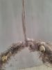 Picture of Paasei hangend met tillandsia & kwarteleitjes
