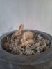 Picture of Paas haasjes set/2 beige