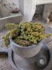 Picture of Nepal pot Daya