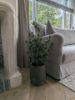 Picture of Cedar Pine kerstboom in pot 80 cm