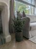 Picture of Cedar Pine kerstboom in pot 80 cm
