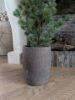 Picture of Cedar Pine kerstboom in pot 80 cm