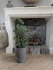 Picture of Cedar Pine kerstboom in pot 80 cm