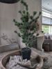 Picture of Cedar Pine kerstboom in pot 80 cm