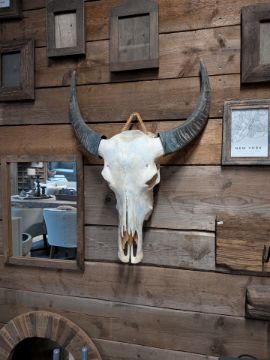 Picture of Grote buffel schedel met hoorns