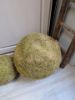 Picture of Mosbol L 30 cm doorsnede